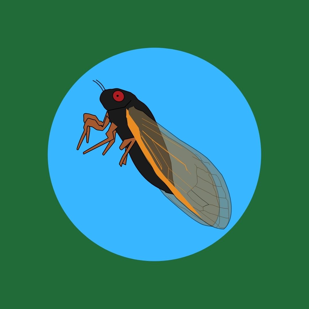 Cicada on a blue and green background