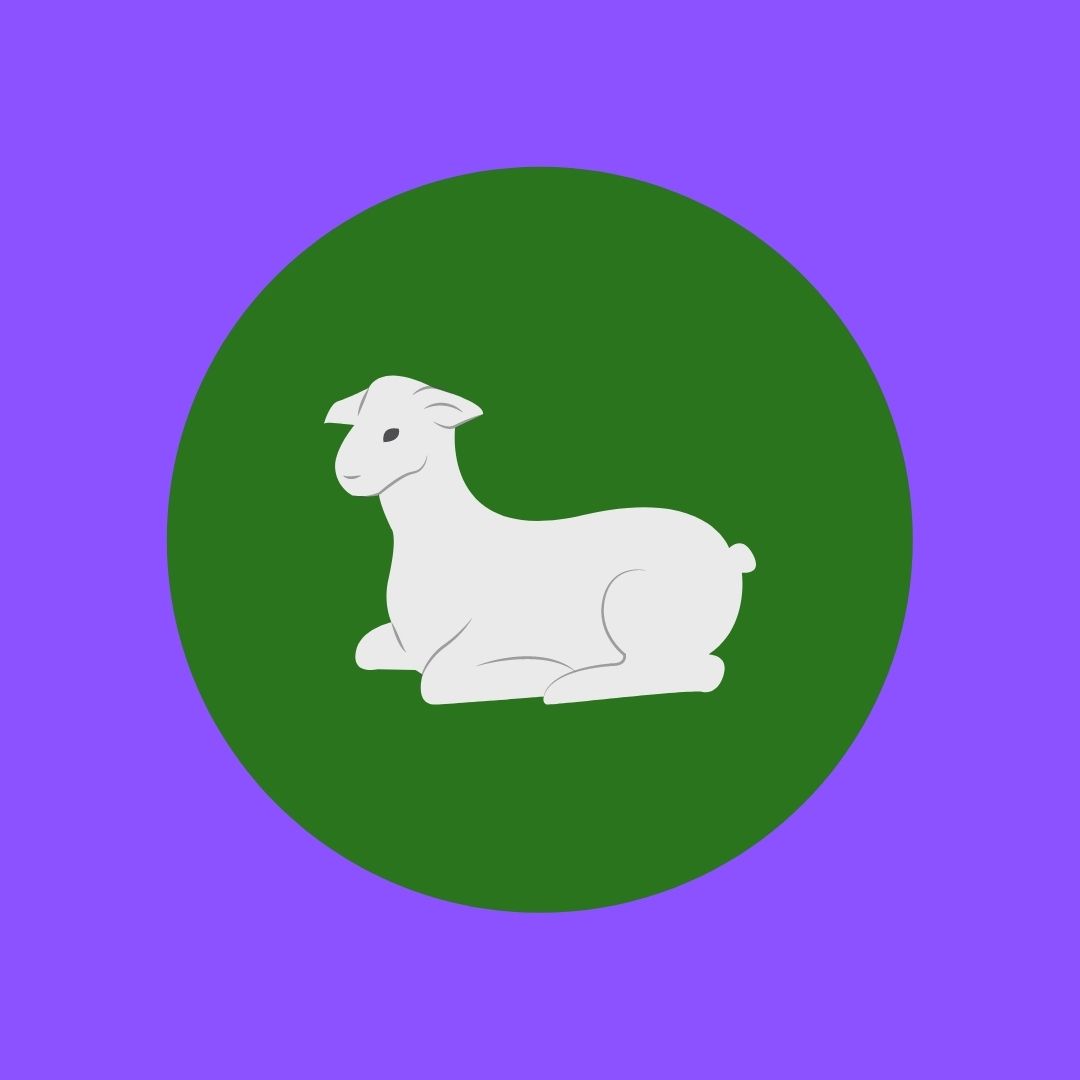 lamb on green and purple background