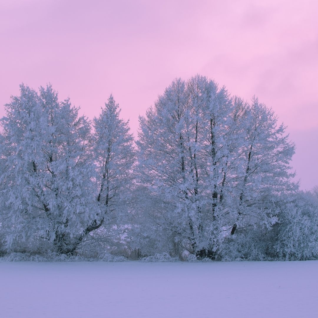 snowy trees at twilight