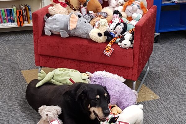 Deano protecting the toys.