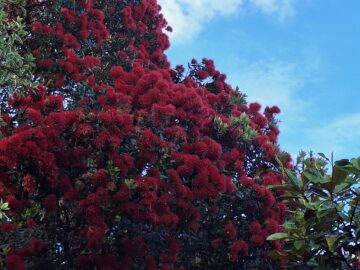 A pōhutukawa tree in bloom, in front of a blue sky with a few light clouds. 