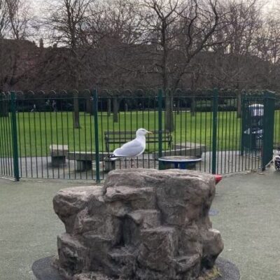 Seagull on plinth