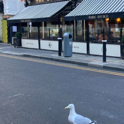 Seagull on road